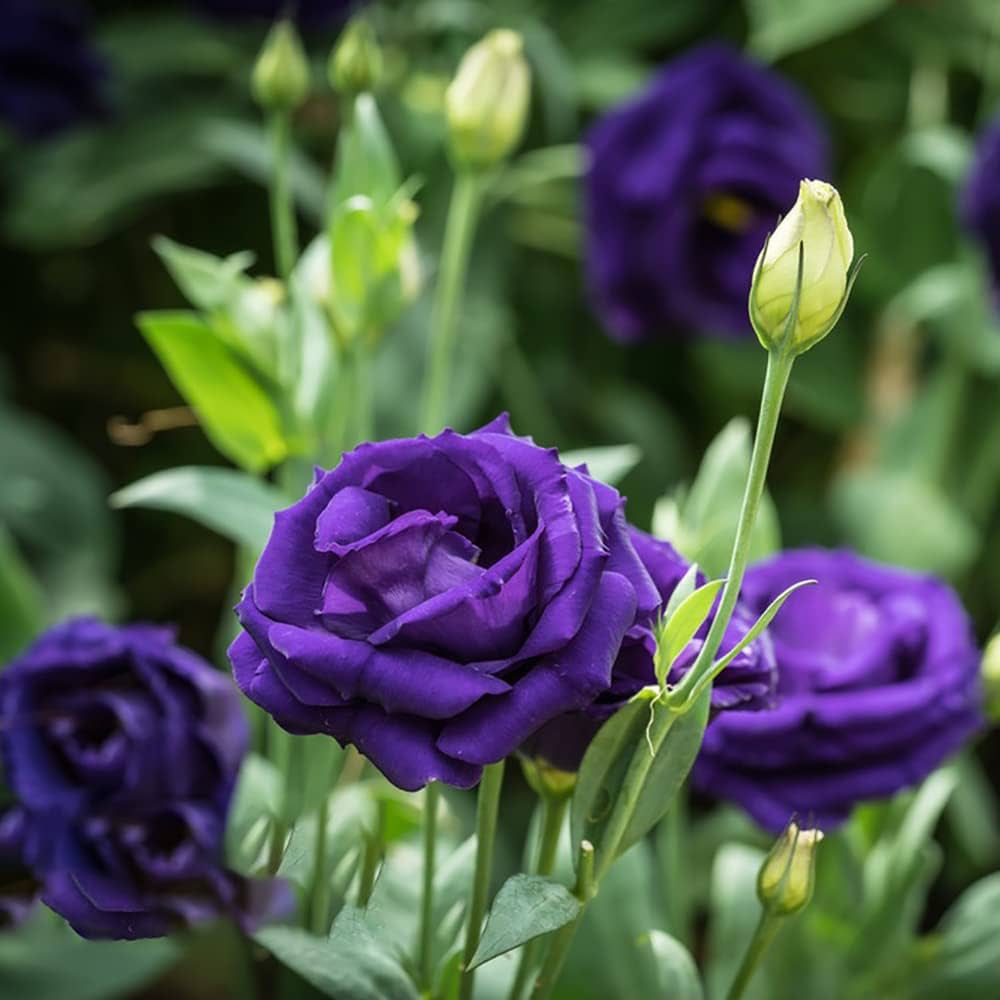 Osiria purple rose seeds for rare exotic flowers