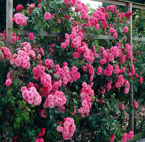 Pink Climbing Rose Flower - Heirloom, Non - Gmo Seeds