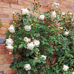 Climbing rose seeds for bonsai garden planting