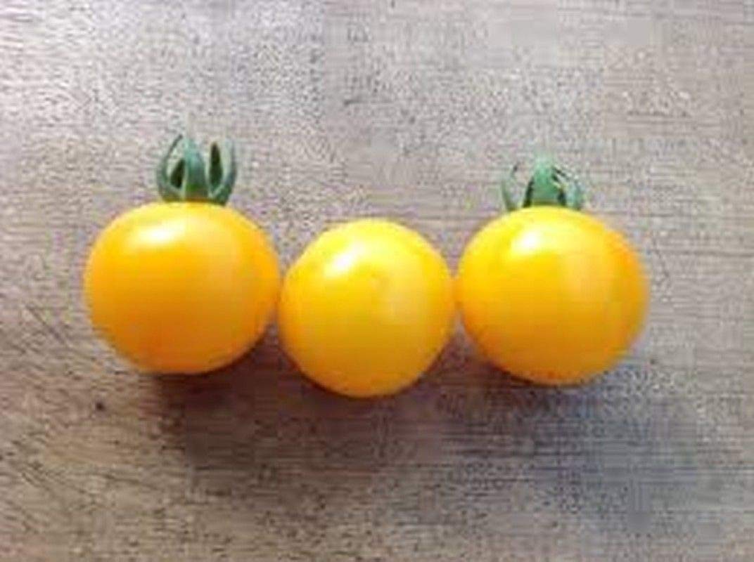 Aunt Ruby's Yellow Cherry Tomato Seeds – Heirloom, Sweet, and Juicy Tomatoes for Your Garden