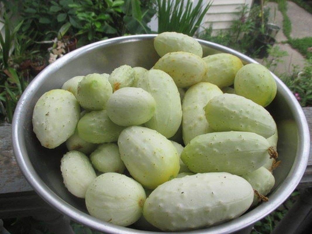 Miniature White Cucumber Seeds pcs Organic Bush Type