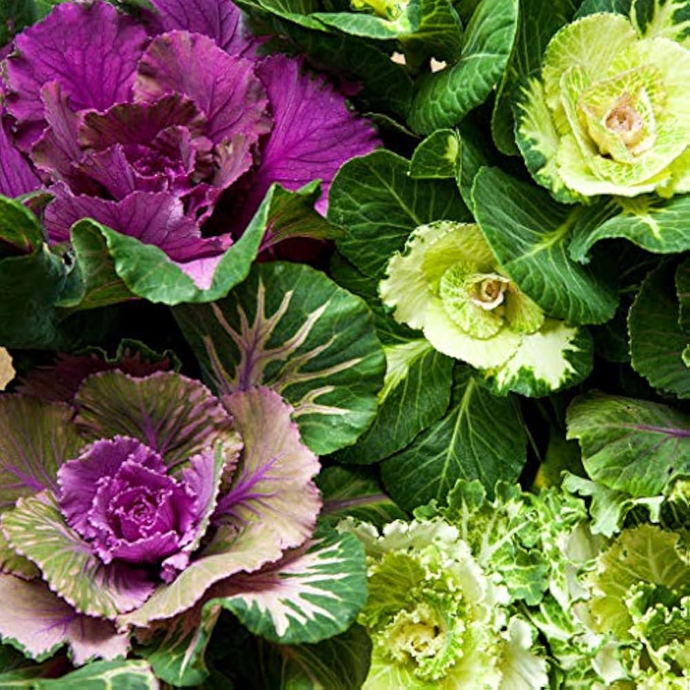 Spring Brassica Oleracea Flowering Cabbage Vegetable Seeds for Planting