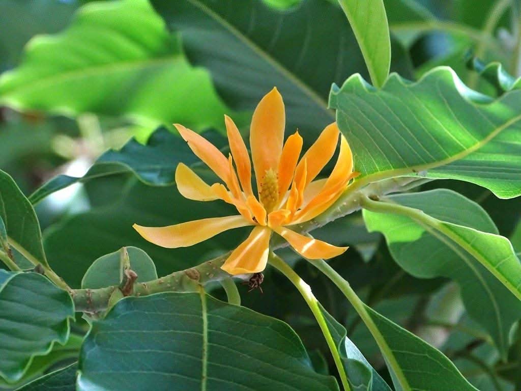 Champaca Flower Seeds for Planting - NON GMO Seeds - Flower for planting in home garden