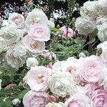 Light Pink Polyantha Rose Plant Seeds for Garden - Heirloom Non-GMO Seeds for Planting Dhara Seeds