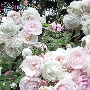 Light Pink Polyantha Rose Plant Seeds for Garden - Heirloom Non-GMO Seeds for Planting Dhara Seeds
