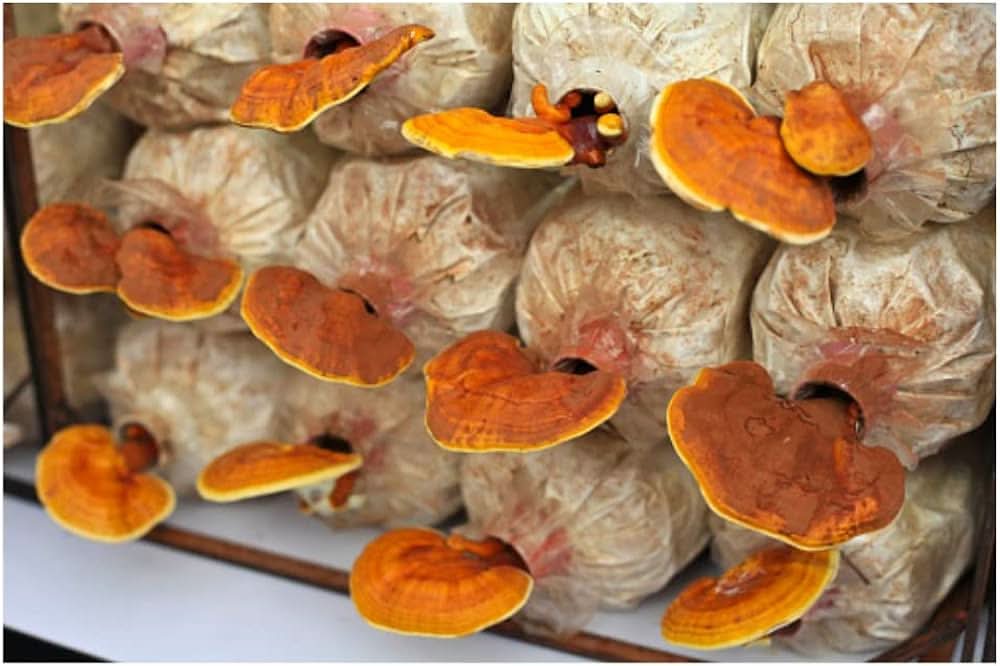 Ganoderma Lucidum Reishi Mushroom Organic Seeds