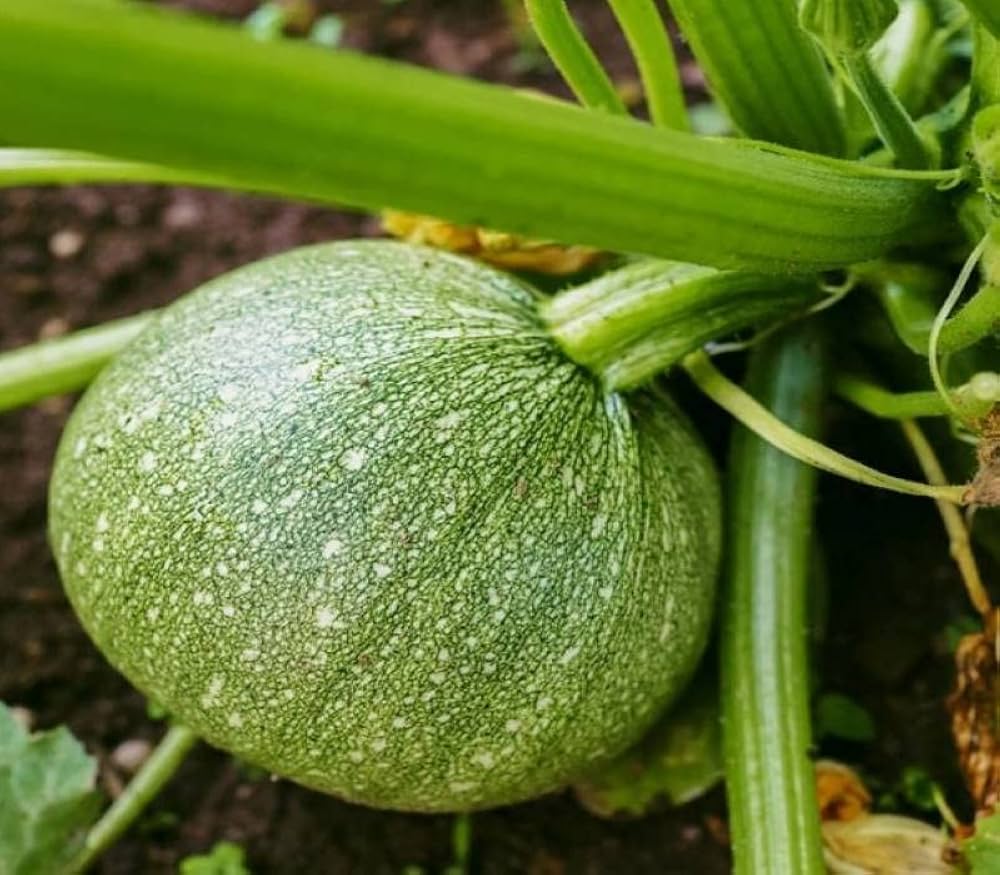 Crookneck Squash Seeds for Planting Cucurbita pepo for vegetable patch and raised beds