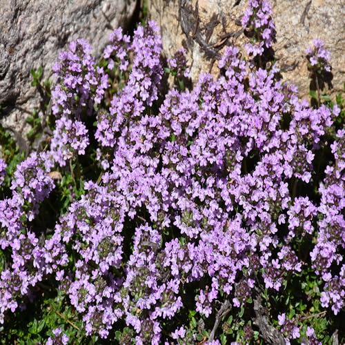 Purple Thymus Serpyllum Flower - Heirloom, Non - Gmo Seeds