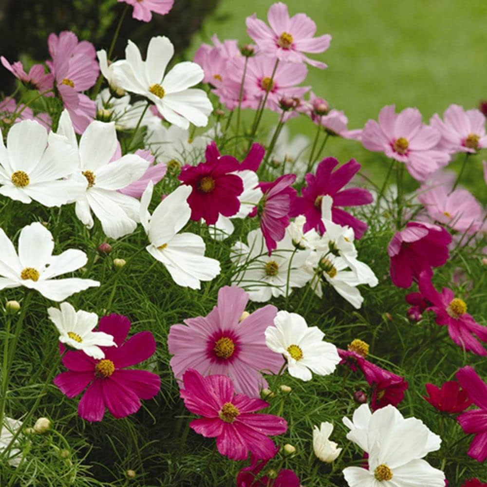 Cosmos – Cosmos bipinnatus – flower seed