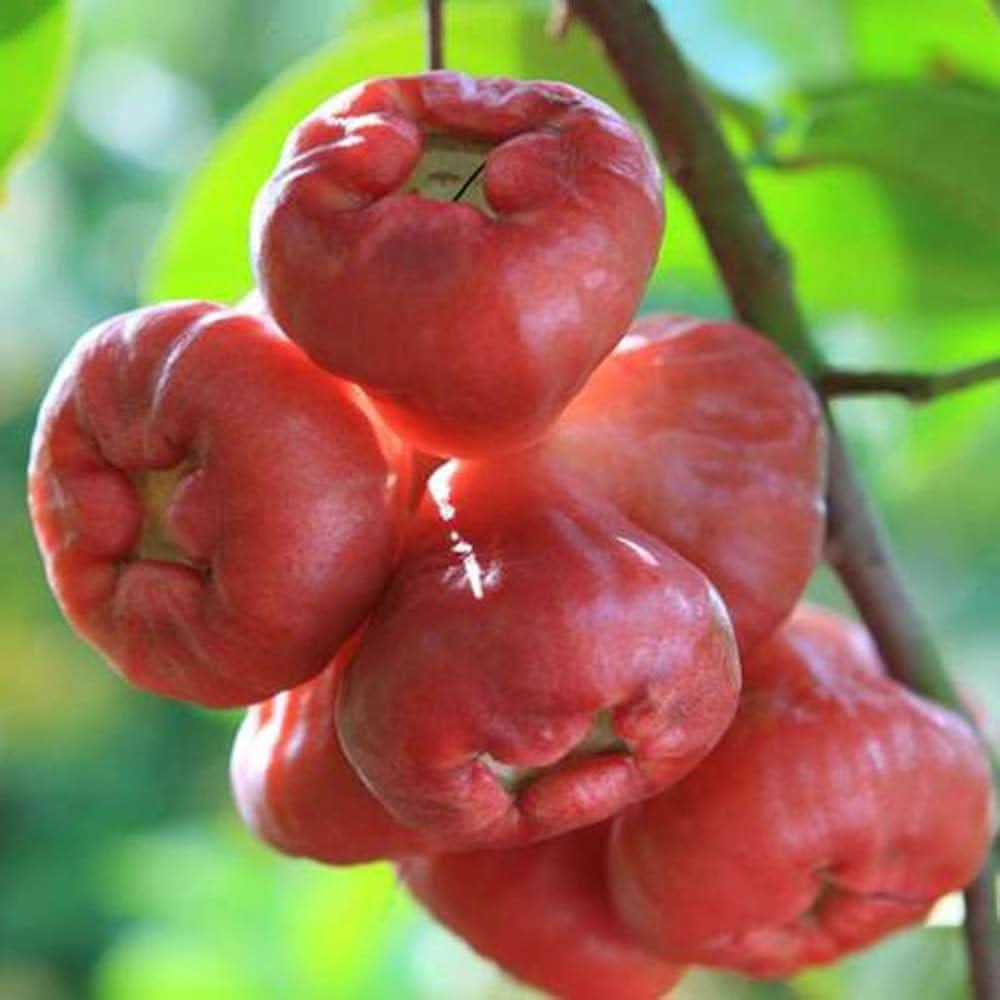 Rose apple Syzygium samarangense seeds for edible garden