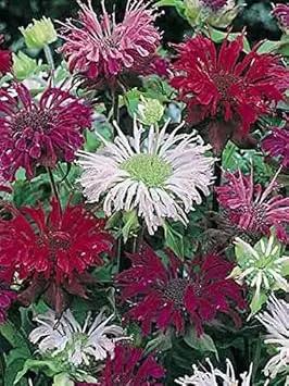 Mixed Monarda Didyma Flower Seeds for Garden - NON GMO Seeds Dhara Seeds