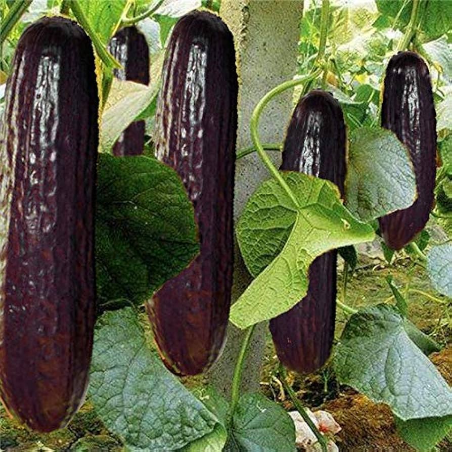 Cucumber Cucumis Sativus Very Rare Black Japanese Long Variety Seeds for Planting – Unique Heirloom for Backyard Gardens