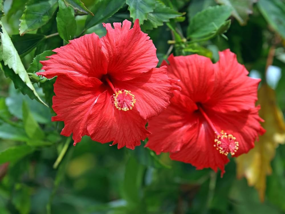 Star Hibiscus Hibiscus rosa-sinensis Rose Flower Seeds for Planting in Flower Bed