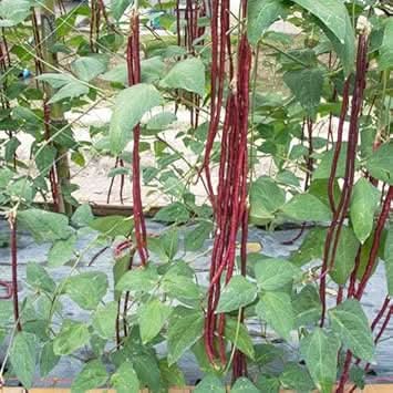 Long Bean Vigna unguiculata seeds for garden planting