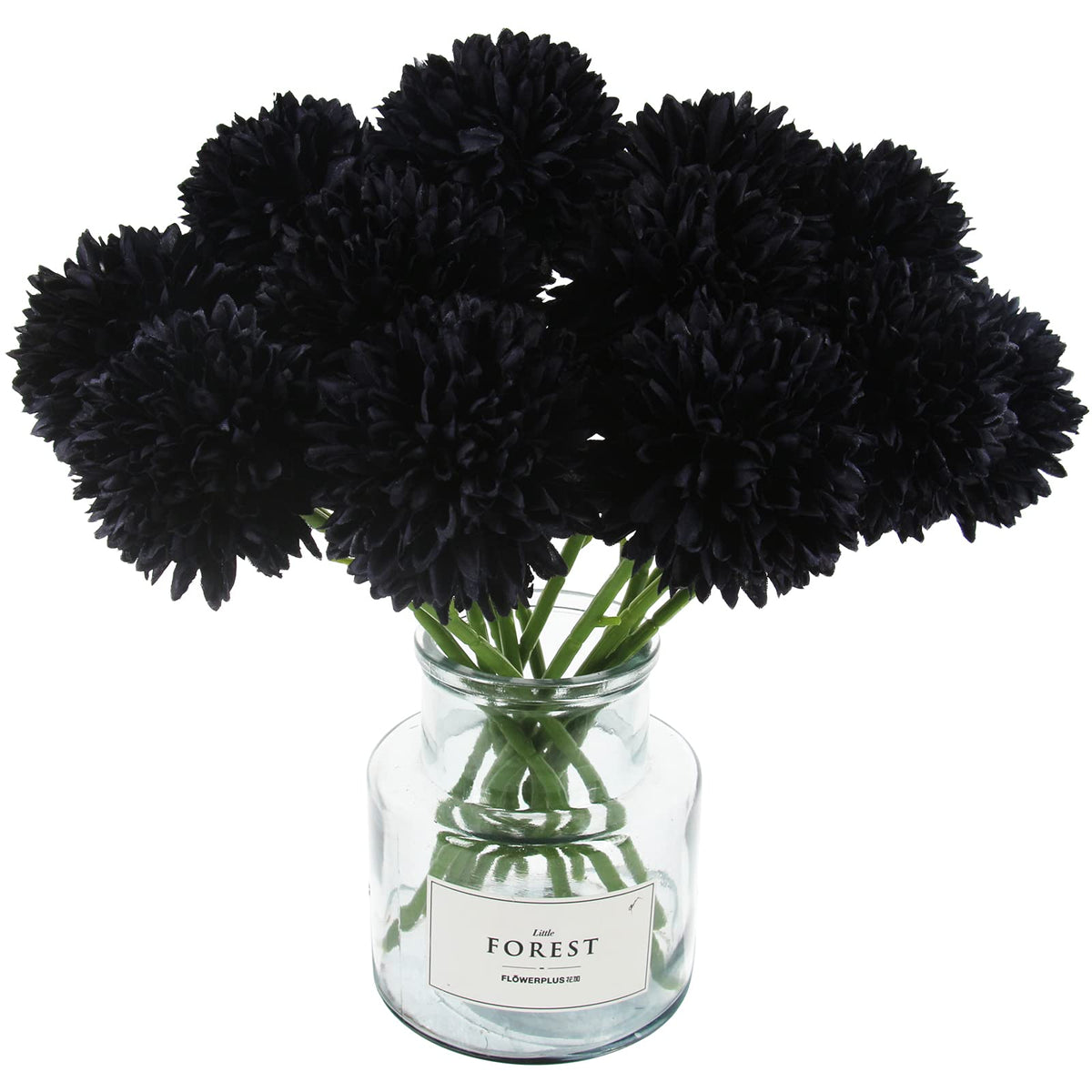 Chrysanthemum Black Perennial Flower Seeds