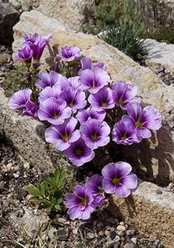 Purple Oxalis Laciniata Seeds – Heirloom, Non-GMO Flower Seeds for Planting