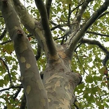 Green Acerifolia Tree Heirloom Non Gmo Image