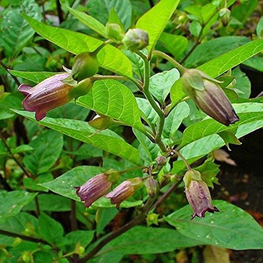 Deadly Nightshade Seeds for Planting Atropa belladonna for forest edges and herb gardens