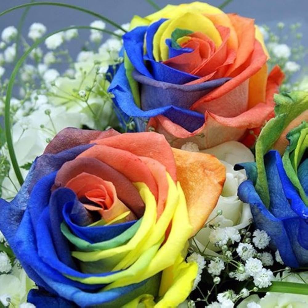 Rainbow Rose Seeds Rosa chinensis Mixed Colors for Planting in Flower Bed or Garden Border