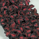 Black Dragon Coleus Flower Seeds for Planting - NON GMO Seeds Dhara Seeds