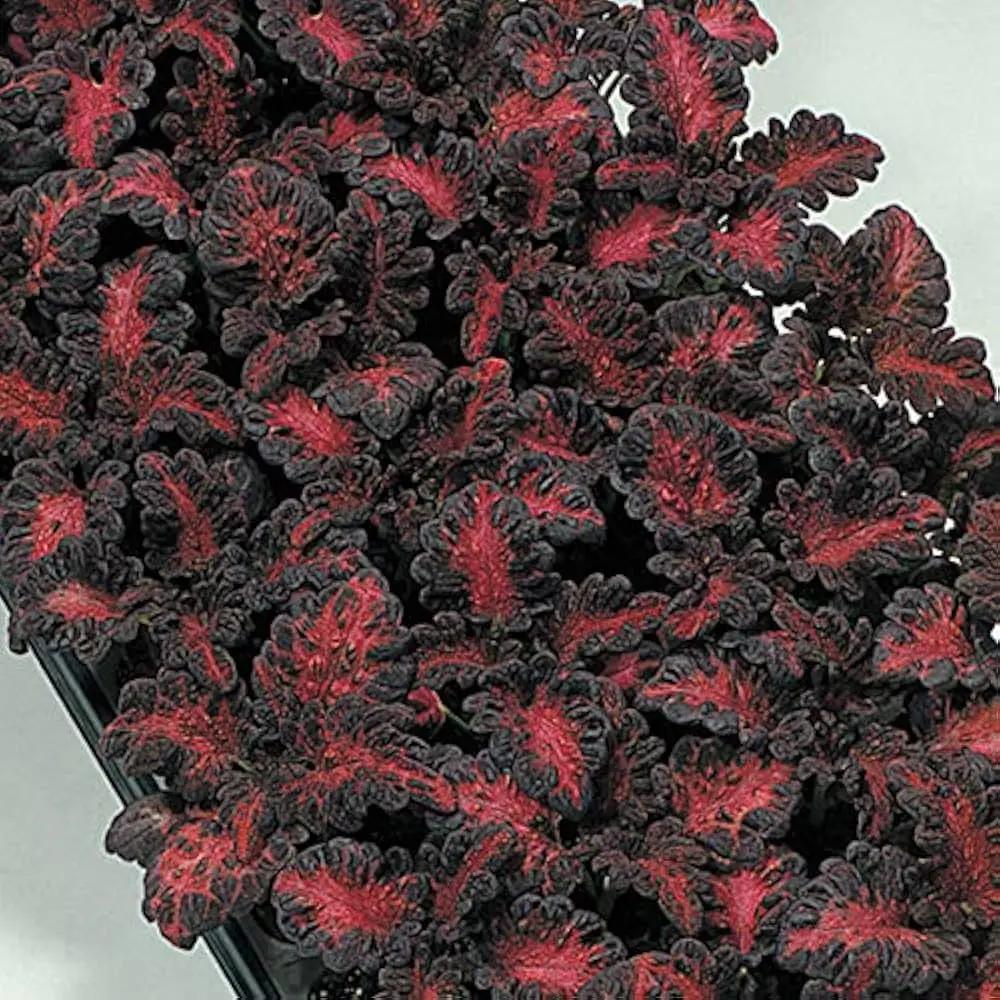 Black Dragon Coleus Flower Seeds for Planting - NON GMO Seeds Dhara Seeds