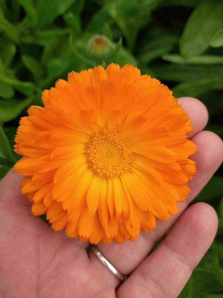 Orange Balls Calendula Seeds – Bright Pollinator Blooms – Dharaseeds