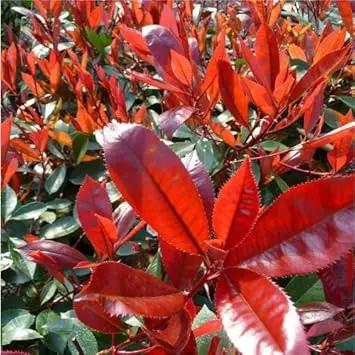 Red Photinia Planting Seeds for Garden NON GMO Seeds Dhara Seeds
