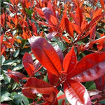 Red Photinia Heirloom Non Gmo Image