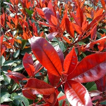 Red Photinia Heirloom Non Gmo Image