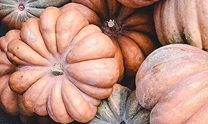 Fairytale Pumpkin Cucurbita pepo Plant Seeds for Planting in Garden