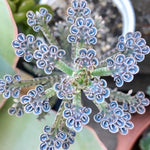 Kalanchoe bonsai rare flower seeds for home garden and garden decoration