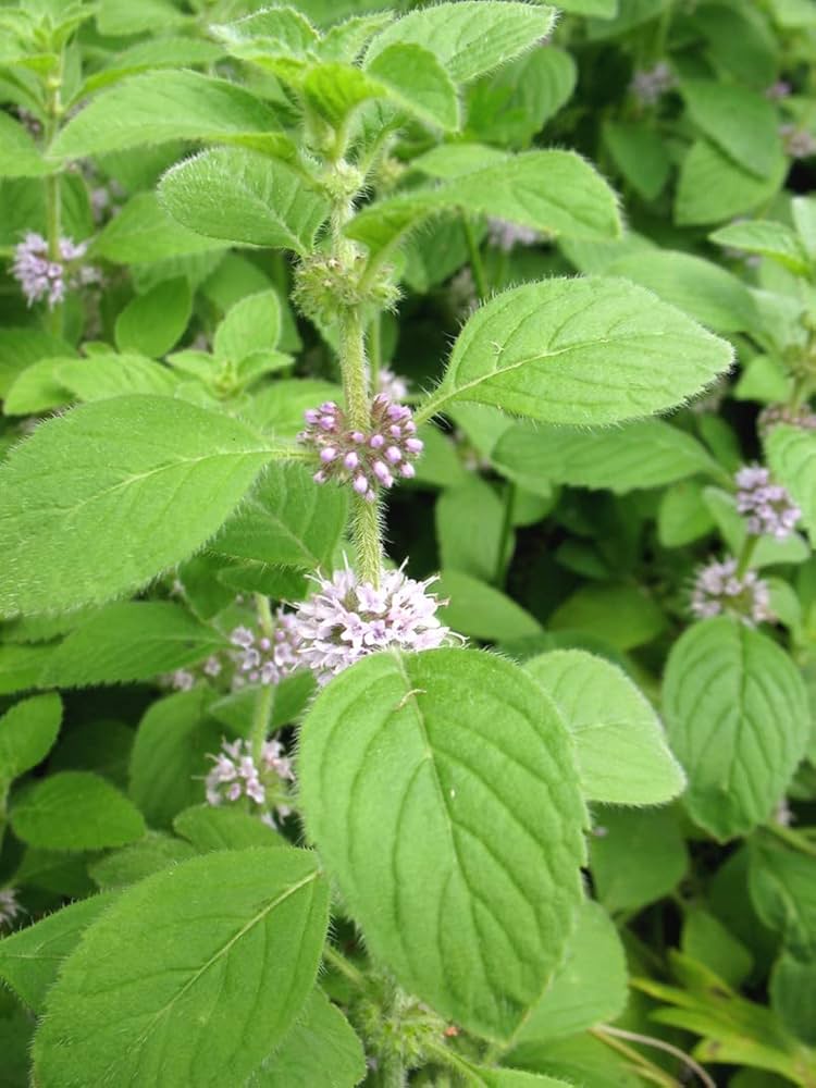 Pink United Mint Seeds for Planting - heirloom & Non-GMO Seeds