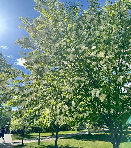 Green Davidia Involucrata Tree