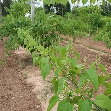Sacha Inchi (Mountain Peanut) Plant Seeds - Superfood, Non-GMO, Organic 100 pcs
