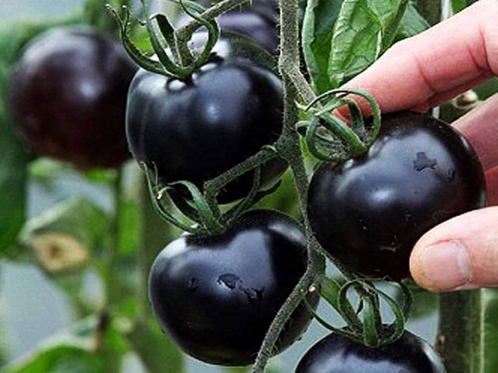 Rare Black Tomato Seeds (Mixed Colors)