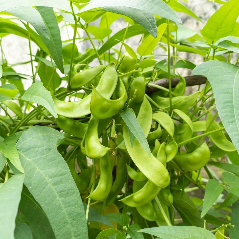 Canavalia Gladiata Vegetable Seeds for Planting