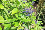 Blue Febrifuga Fruit Heirloom Non Gmo Image