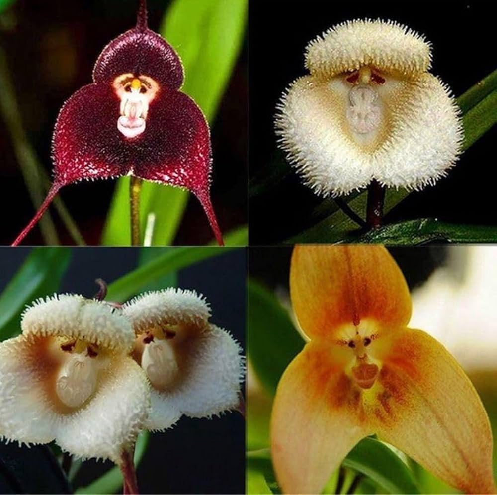 Affenblumensamen Monkey Flower Seeds for Planting in Garden & Flower Bed