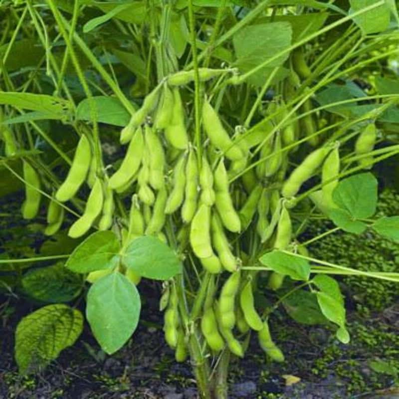 Green Soybean Glycine max seeds for garden planting