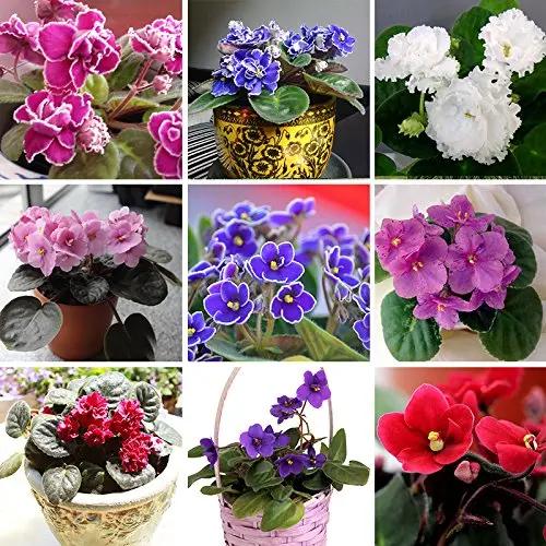 Violet Matthiola Incana Planting Seeds for Garden NON GMO Seeds Dhara Seeds