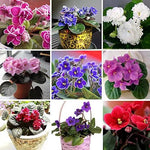 Violet Matthiola Incana Planting Seeds for Garden NON GMO Seeds Dhara Seeds