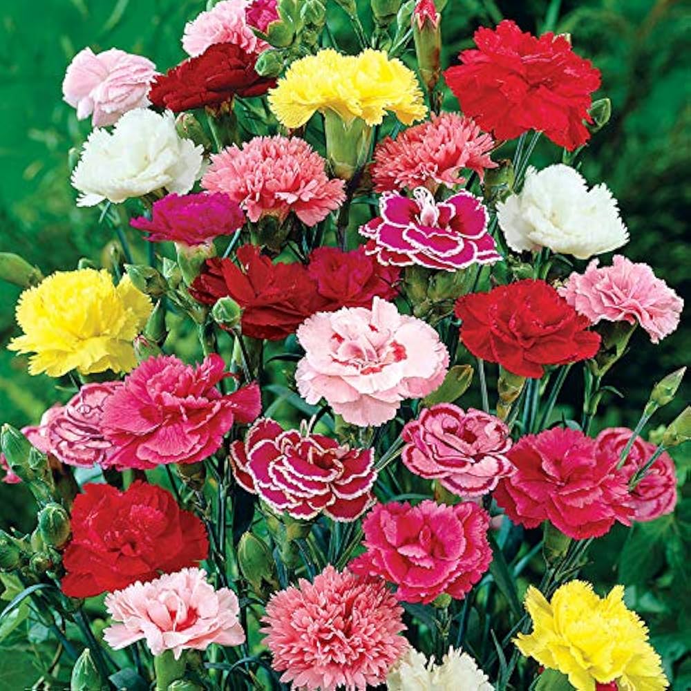 Limetten Prix Carnation Dianthus caryophyllus for planting in flower bed