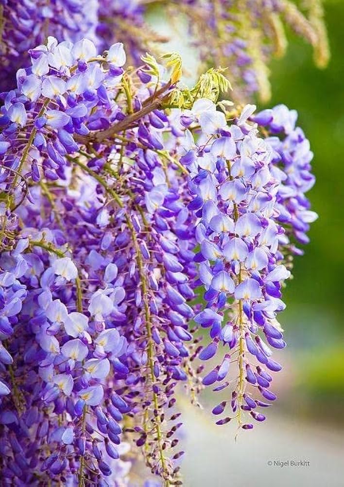 Beautiful Purple Wisteria Vine Seeds – Fragrant, Cascading Purple Flowers for Gardens and Arbors