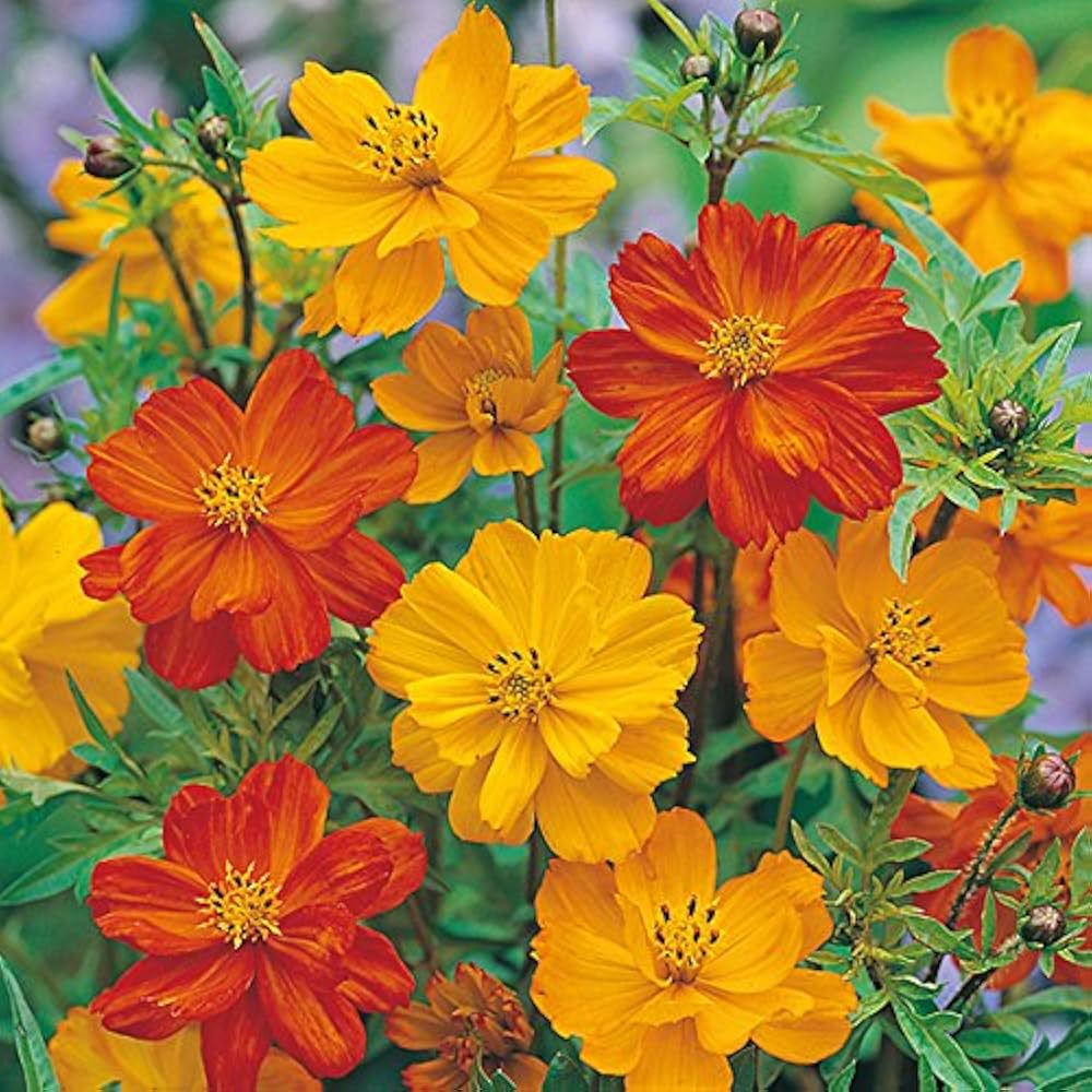 Cosmos Orange Seeds for Planting Fresh Flower Seeds Count