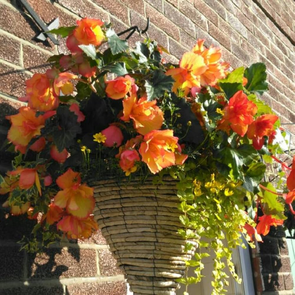 Begonia Begonia tuberhybrida Golden Picotee Illumination flower seeds for home garden