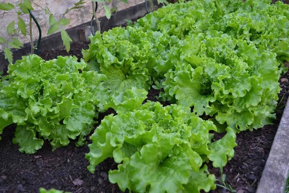 US Salad Mix Seeds for Home Vegetable Garden