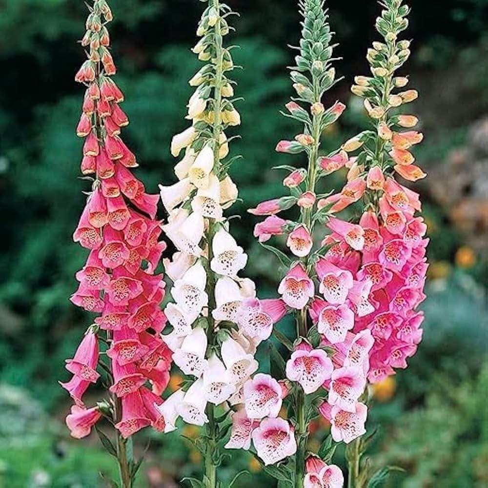 Foxglove Digitalis Purpurea Flower Seeds for Planting in backyard and garden beds