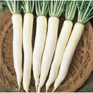 White Carrot Seeds for Planting