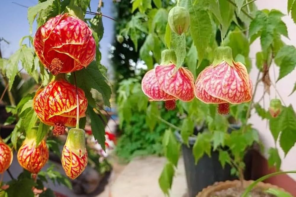 Chinese Lantern Physalis alkekengi flower seeds for planting in home garden containers