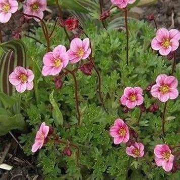 Pink Saxifraga Flower Seeds for Planting - NON GMO Seeds Dhara Seeds